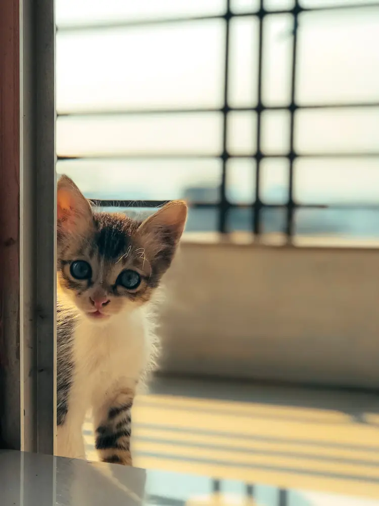 Original photograph: Cat on home