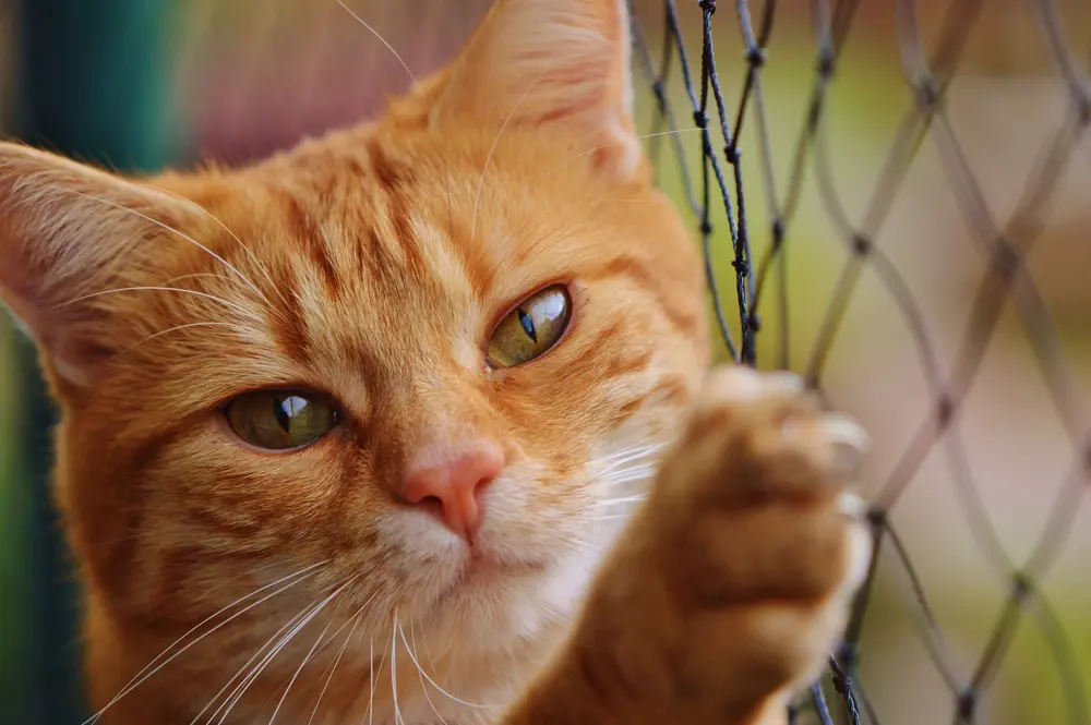 Original photograph: Cat-1044750