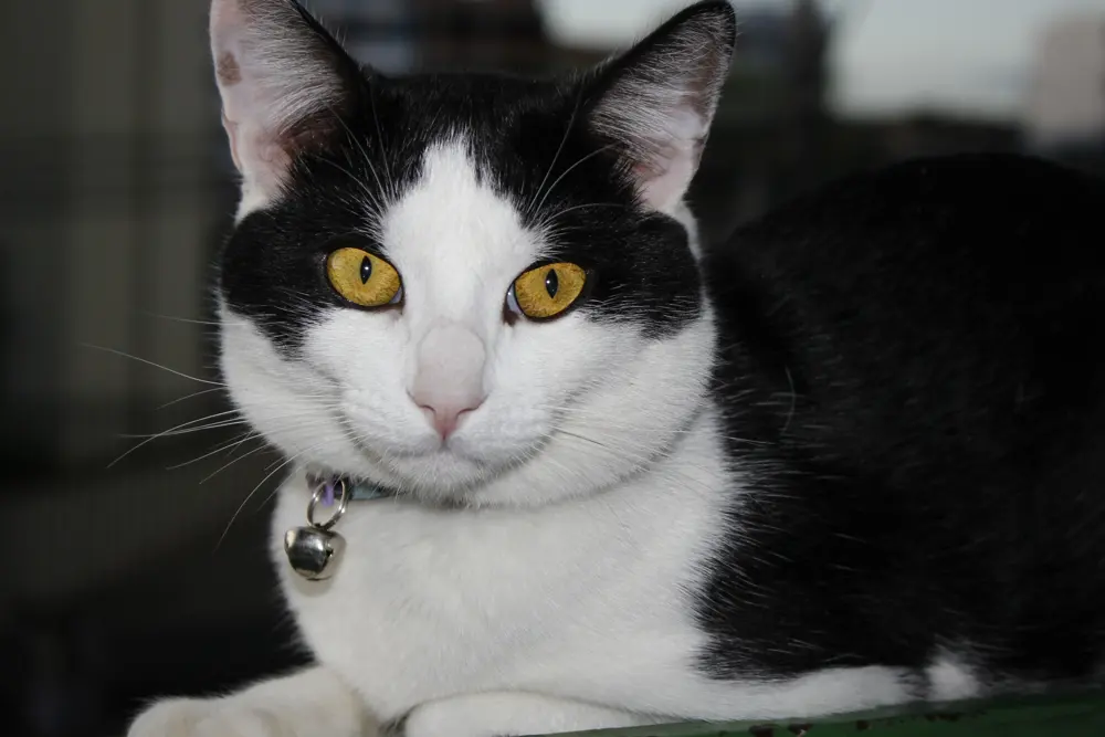 Original photograph: Closeup photo of a cat