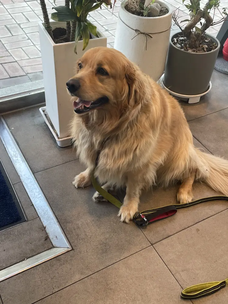 Original photograph: Sitting golden retriever