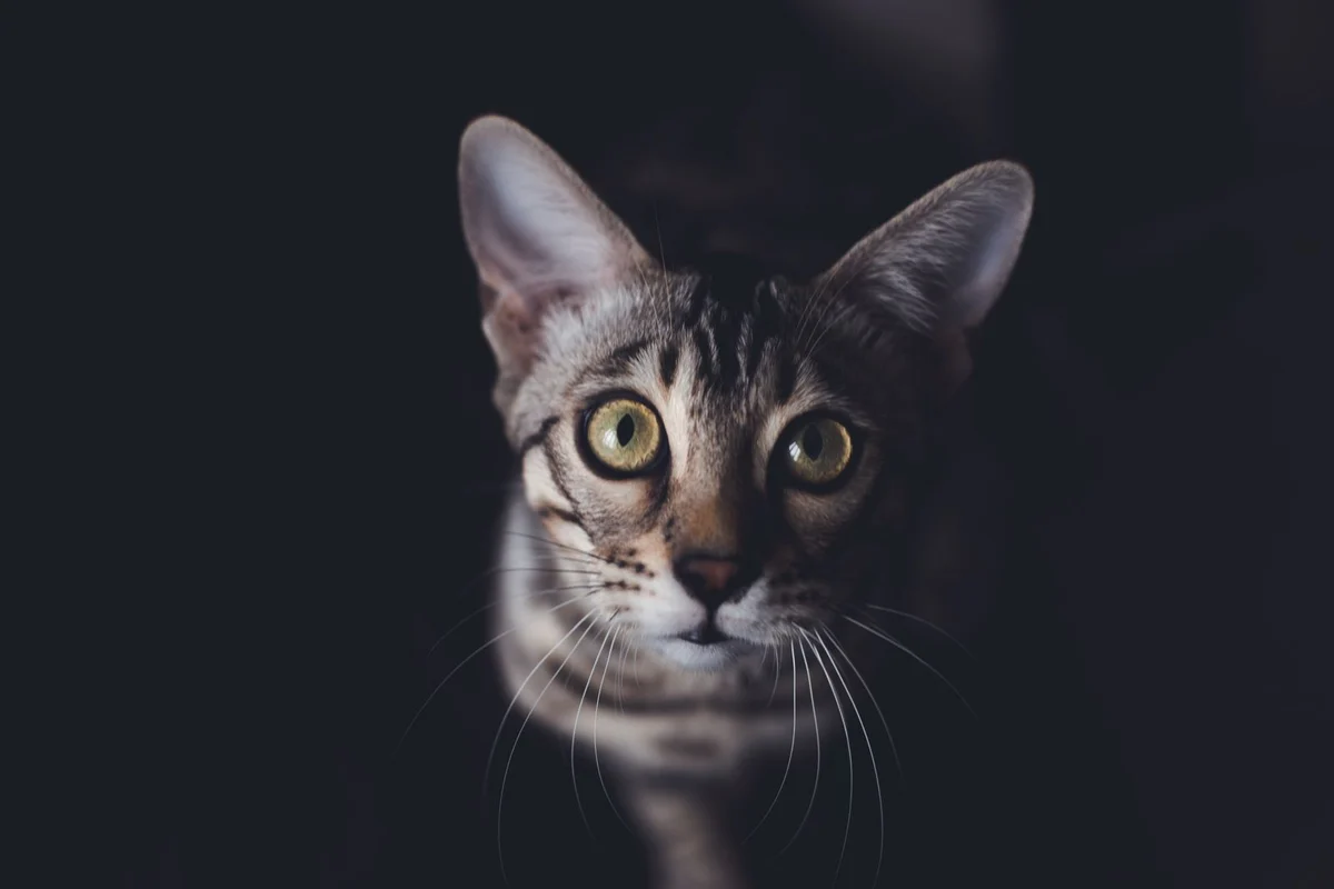 Original photograph of a gray-brown tabby cat with tall ears and yellow-green eyes by Kate photo
