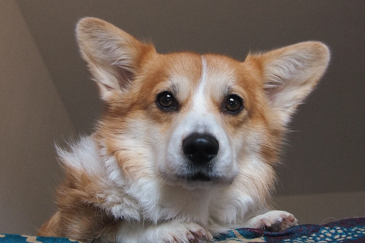 Marina Zvada’s original corgi photo with full face and ears
